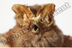 European Bat - Barbastella barbastellus